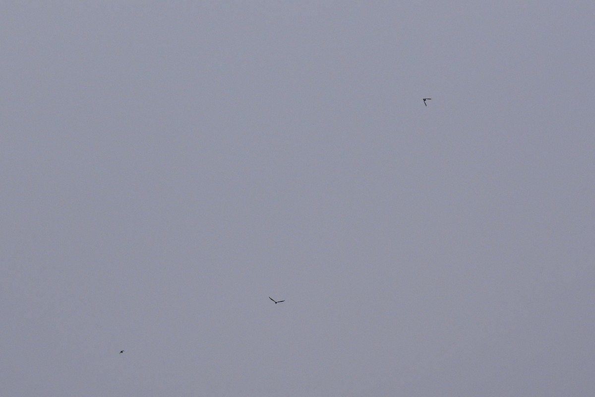 Green Sandpiper - ML645983991