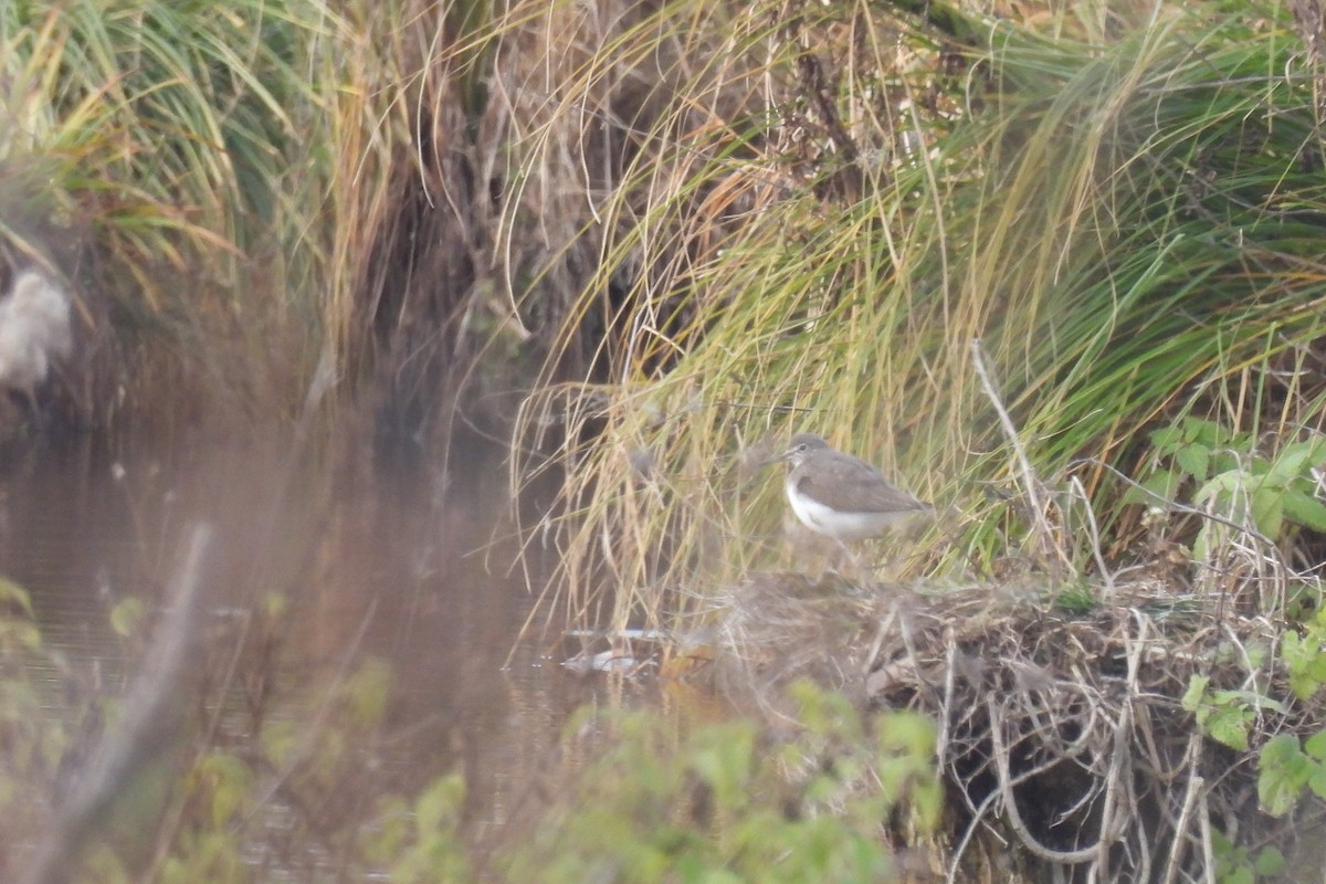 Green Sandpiper - ML645983992