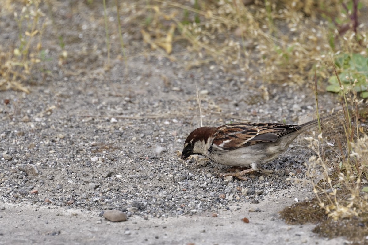 Горобець італійський - ML645983993