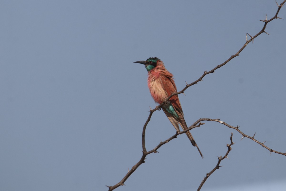 שרקרק ורוד - ML645983996