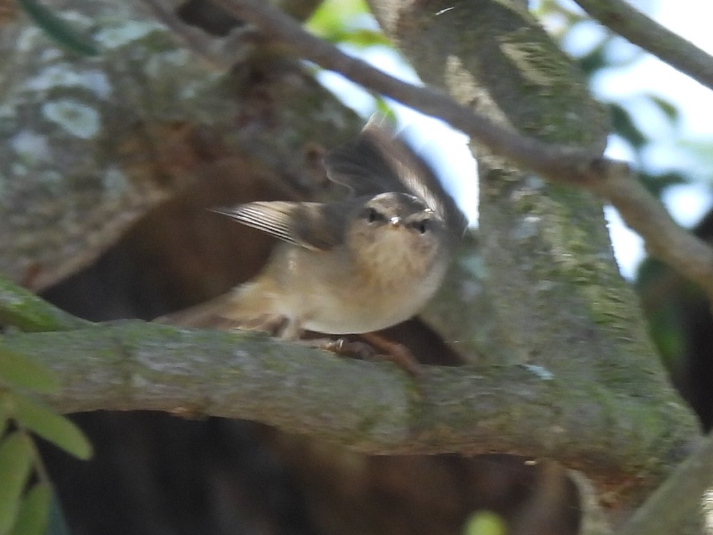 עלווית כהה - ML645983998