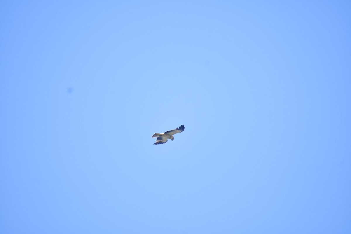 Arrano txikia - ML645984000