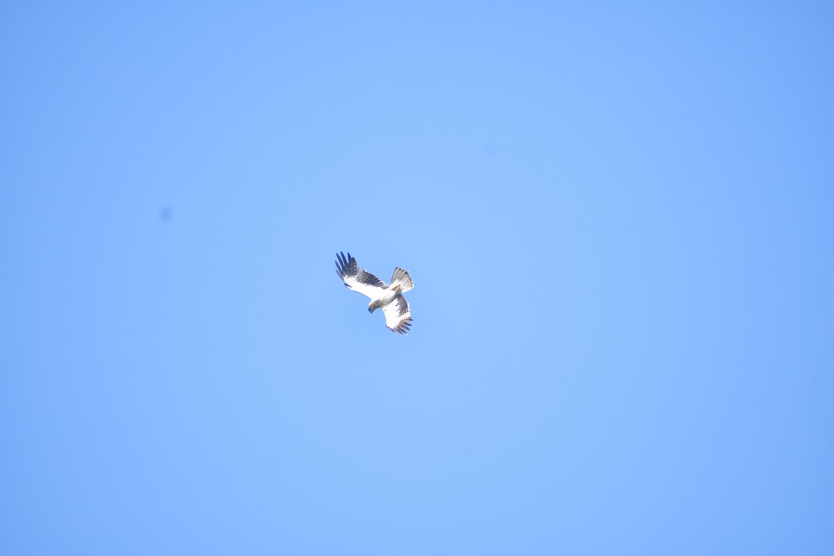 Arrano txikia - ML645984001