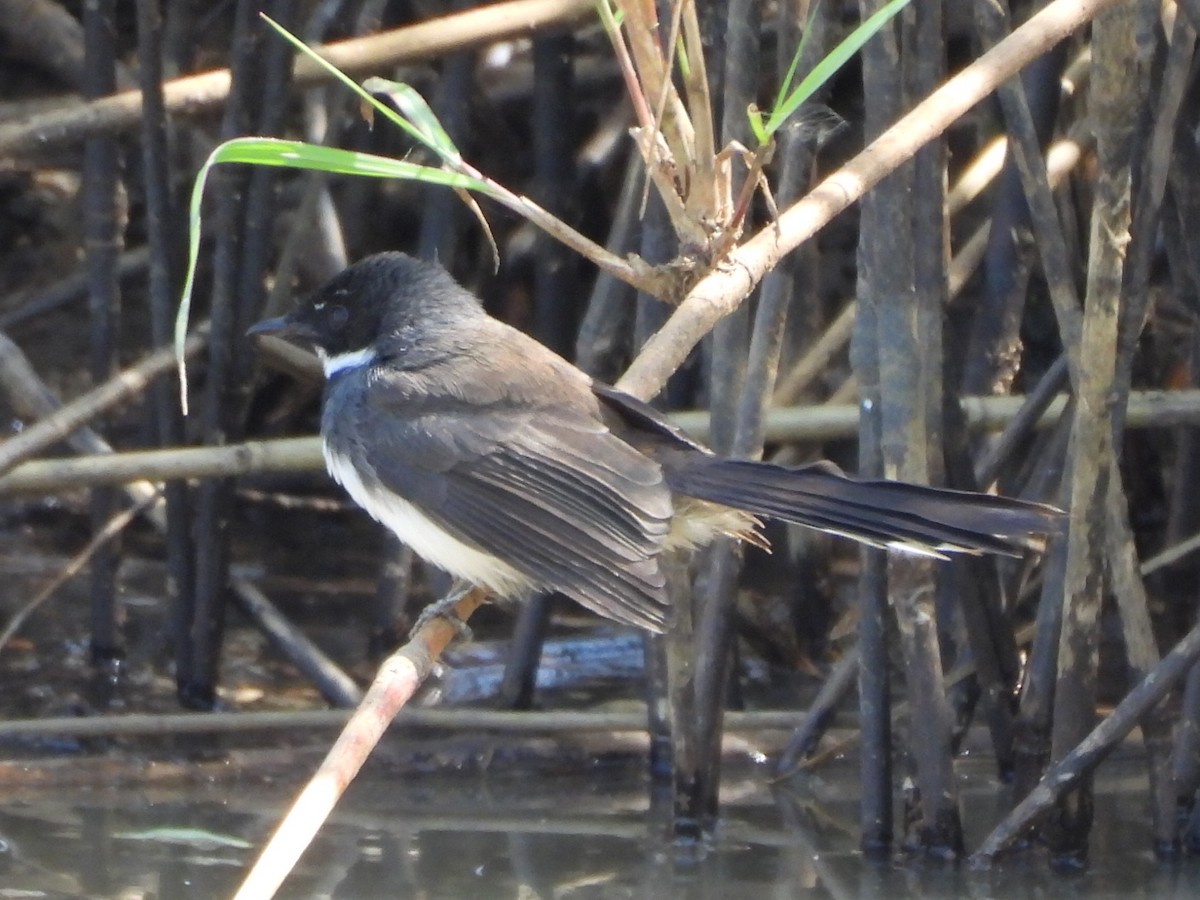 Malaysian Pied-Fantail - ML645984002