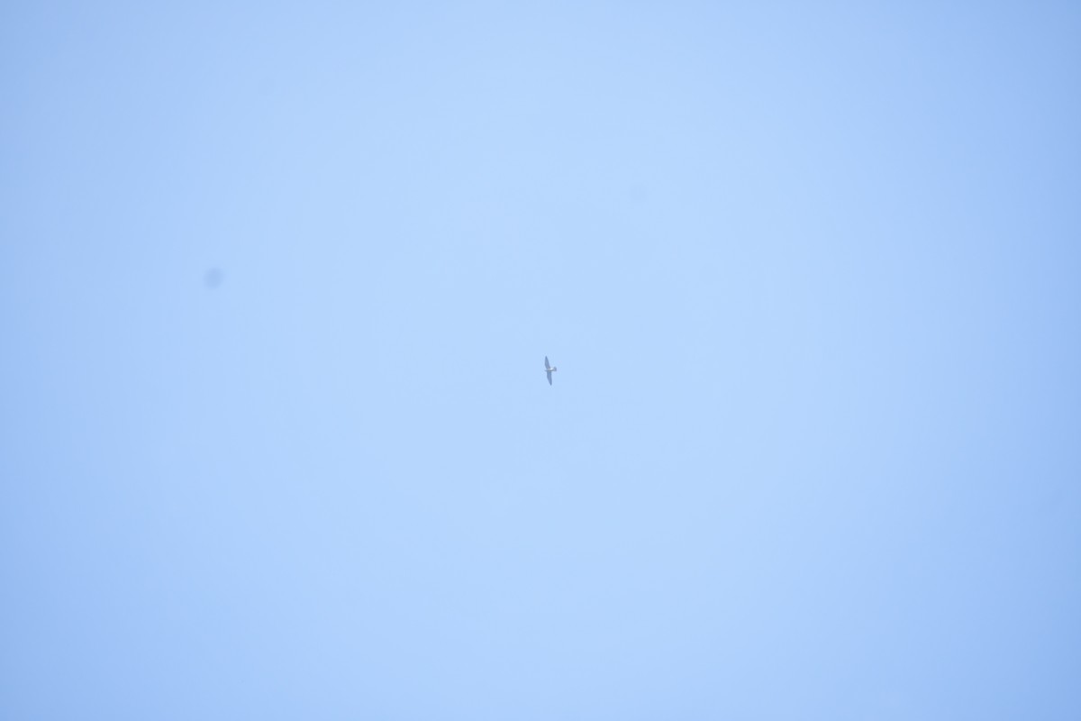 Accipitrine hawk sp. (former Accipiter sp.) - ML645984003