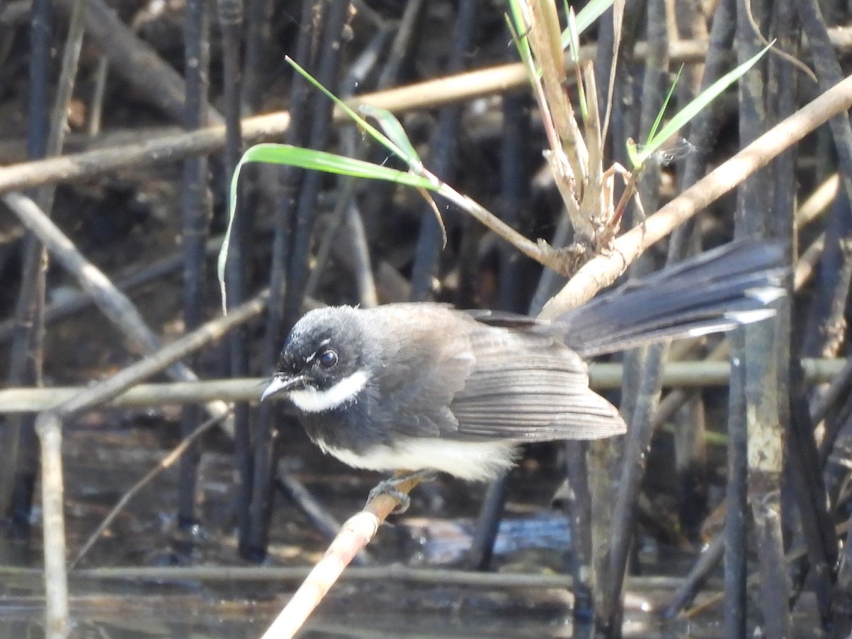 Malaysian Pied-Fantail - ML645984004