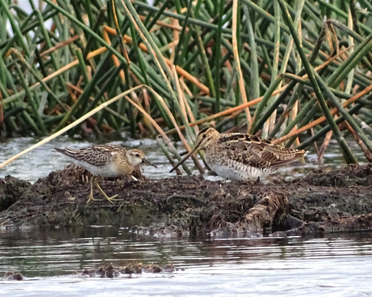 Txirri buztanzorrotza - ML645984005