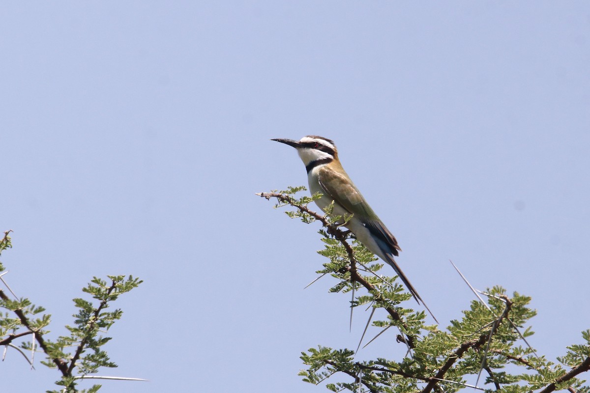 White-throated Bee-eater - ML645984007