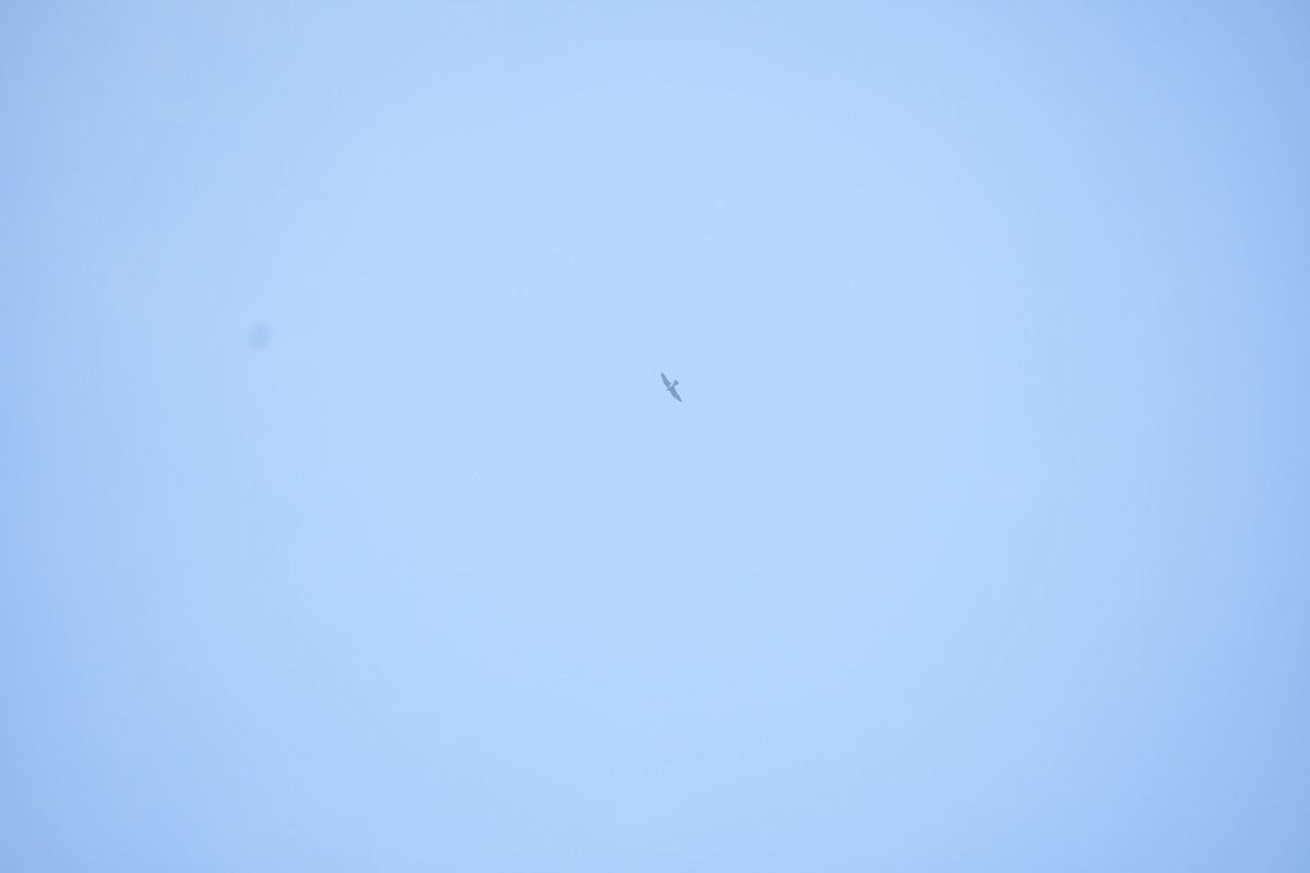 Accipitrine hawk sp. (former Accipiter sp.) - ML645984009