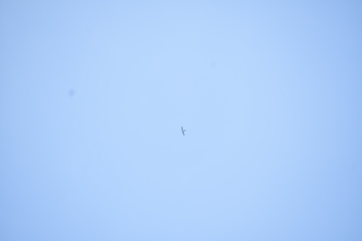 Accipitrine hawk sp. (former Accipiter sp.) - ML645984011