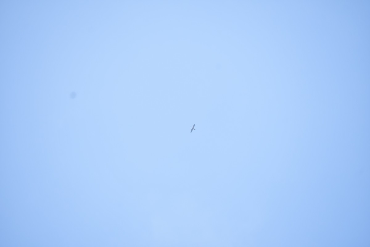 Accipitrine hawk sp. (former Accipiter sp.) - ML645984012