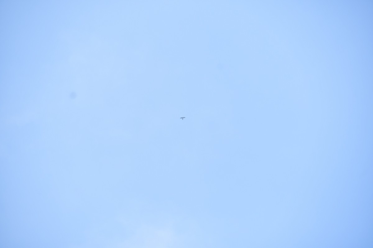 Accipitrine hawk sp. (former Accipiter sp.) - ML645984013