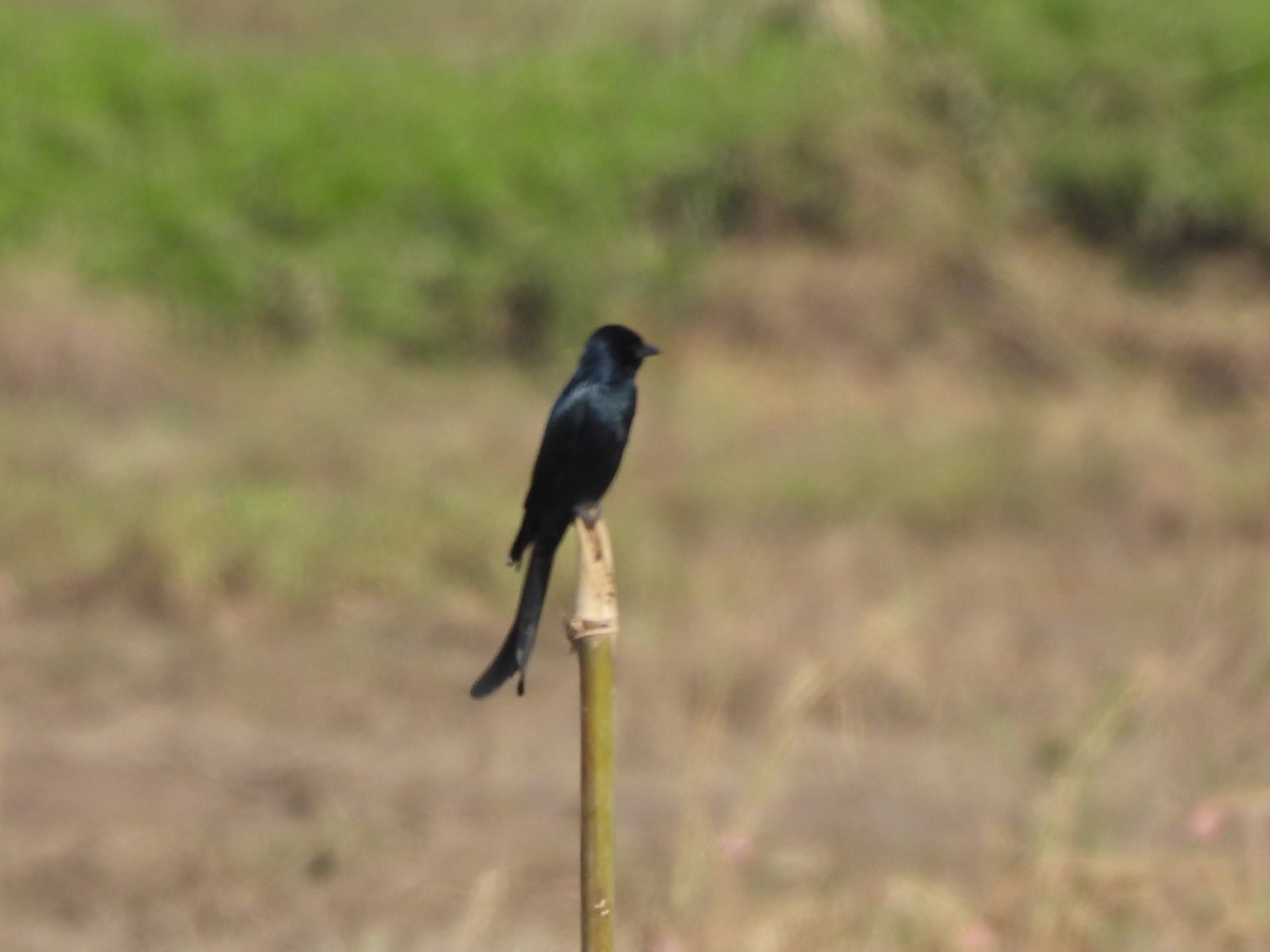Black Drongo - ML645984014