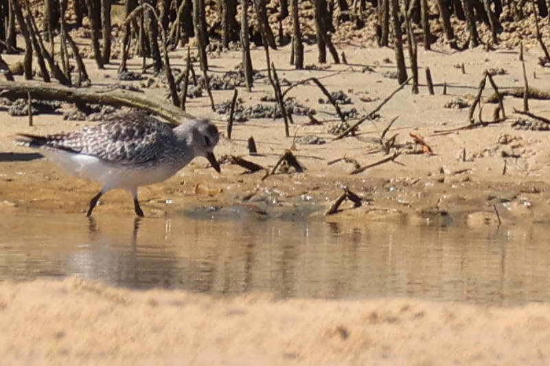 Txirri grisa - ML645984015