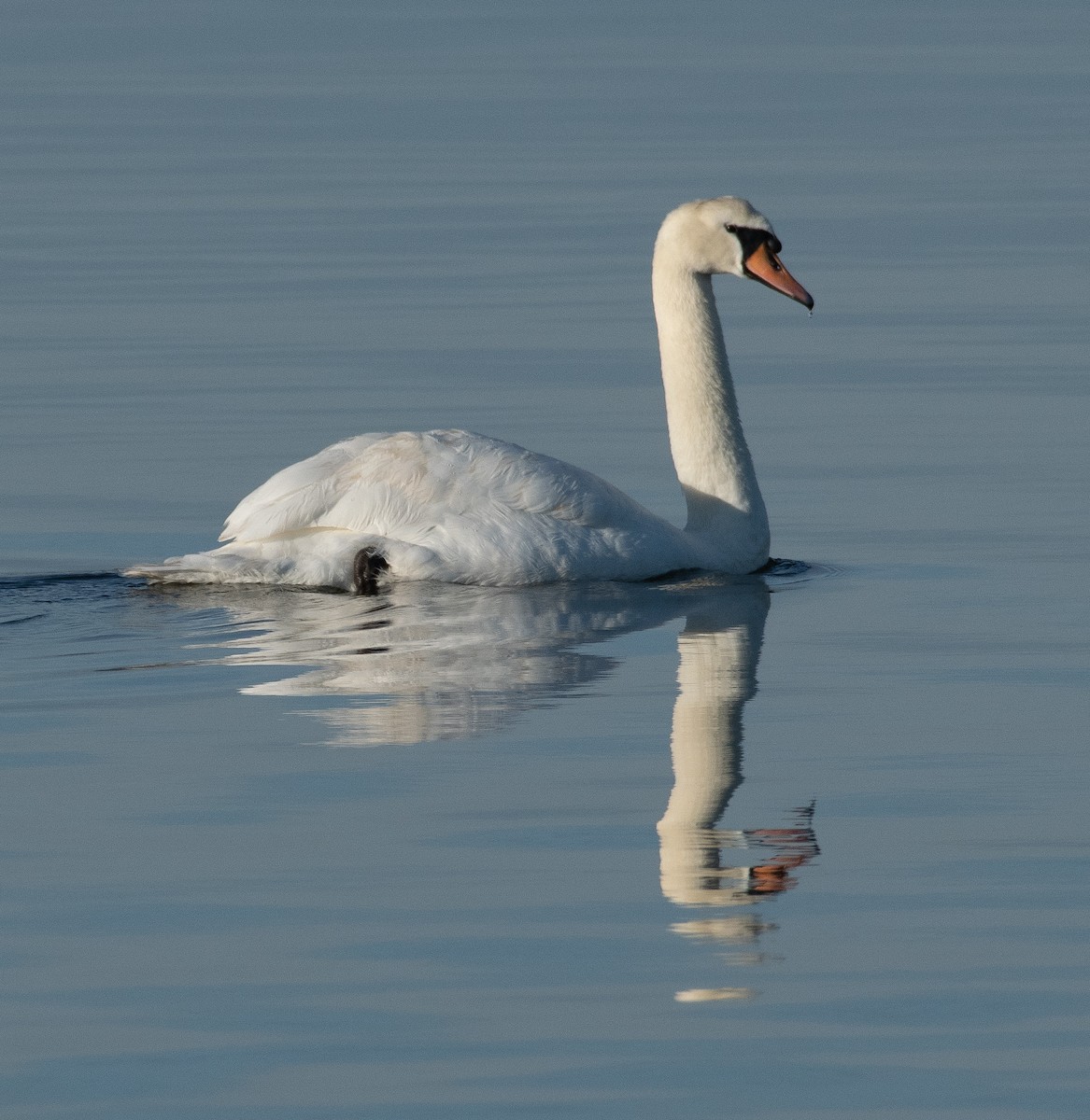 Beltxarga arrunta - ML645984016