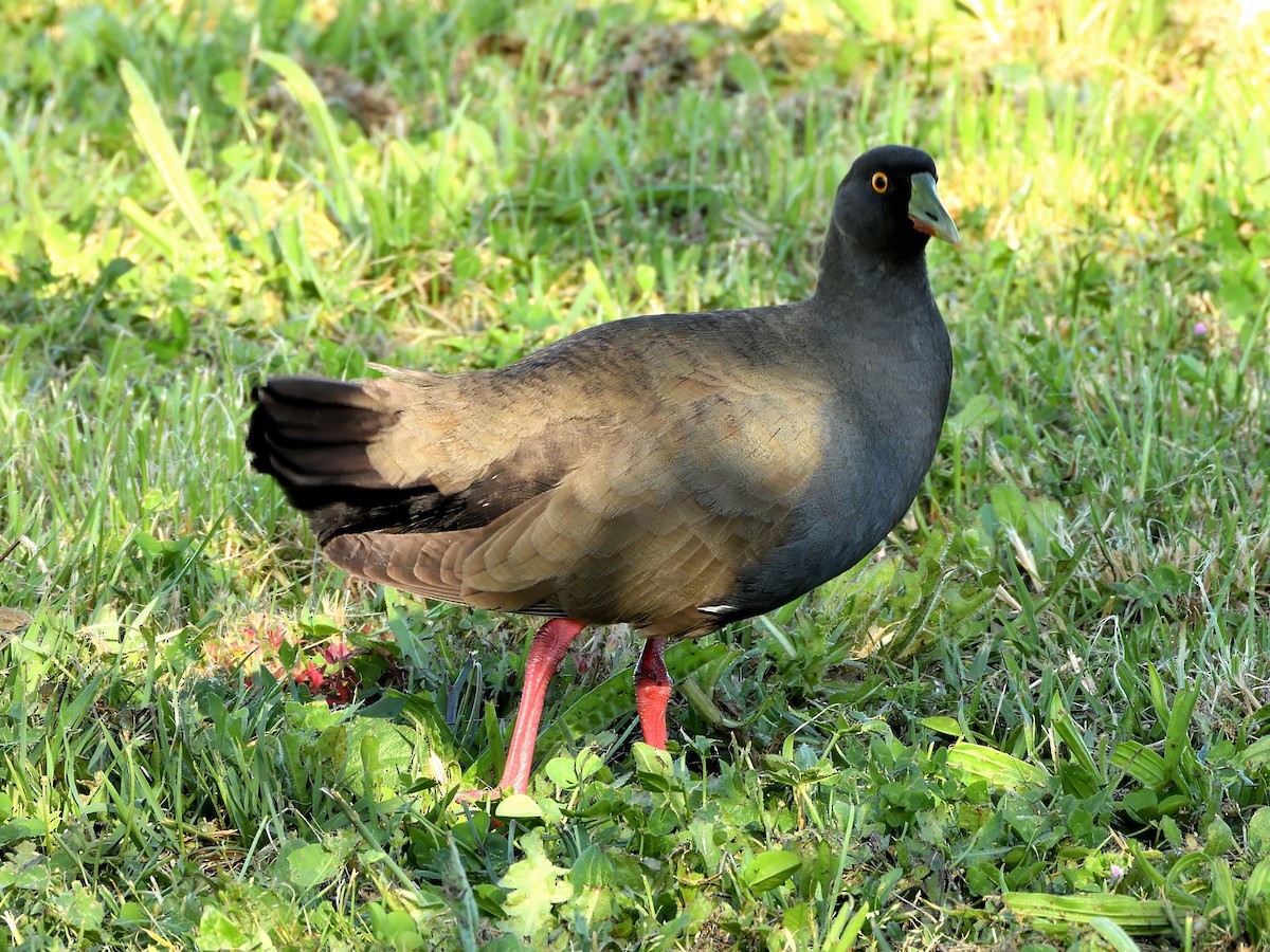 Black-tailed Nativehen - ML645984017