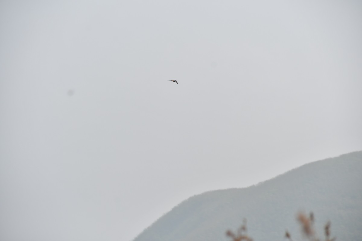 Enara ipurgorri ekialdetarra - ML645984018