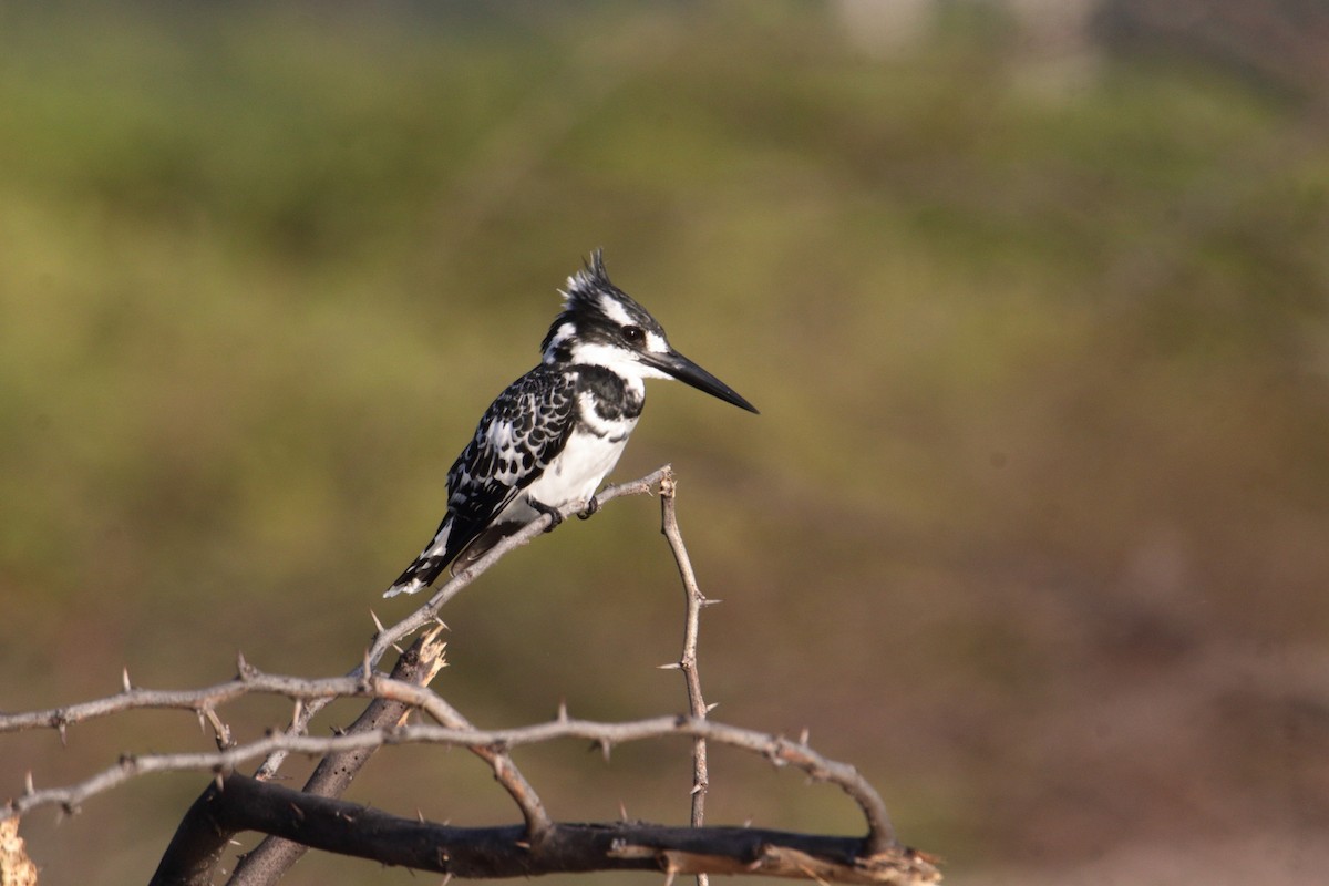 Pied Kingfisher - ML645984020
