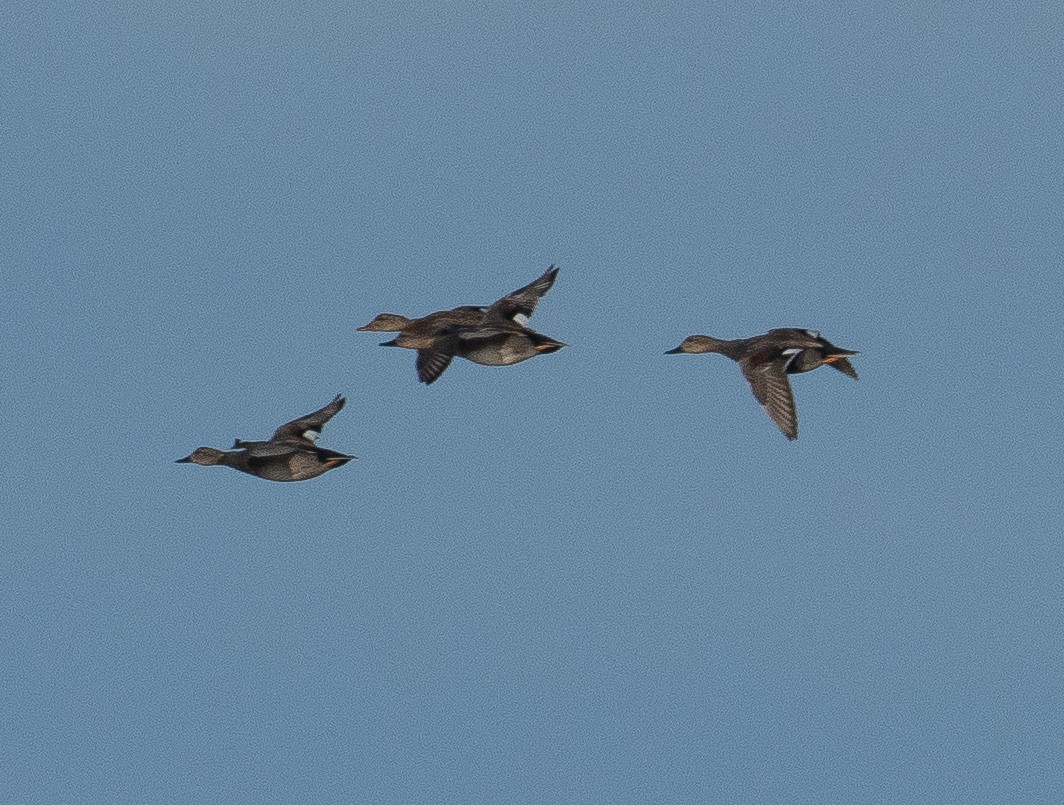 Ipar-ahatea - ML645984021