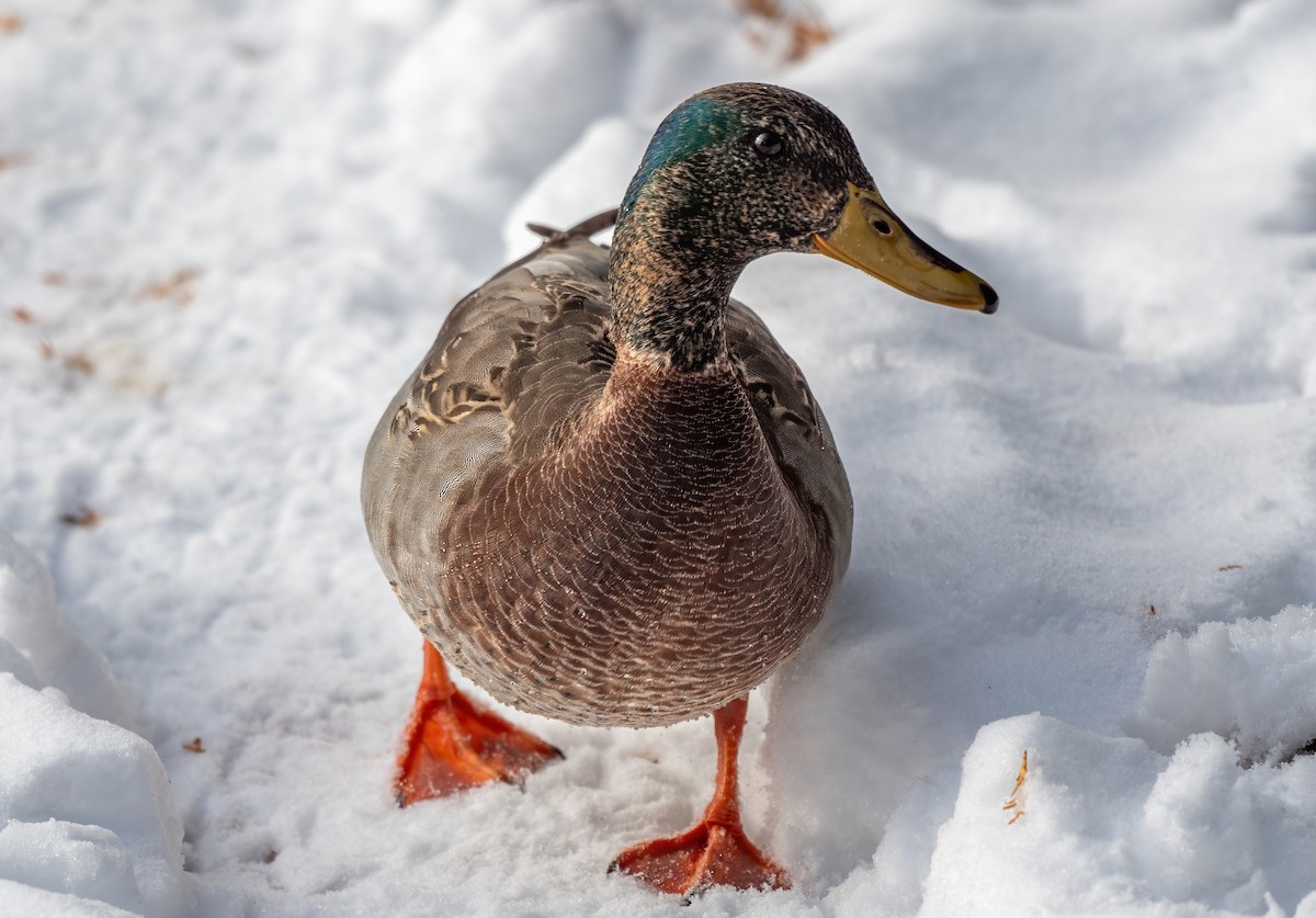 Basahatea - ML645984022