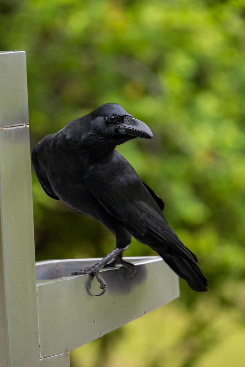 Large-billed Crow - ML645984023