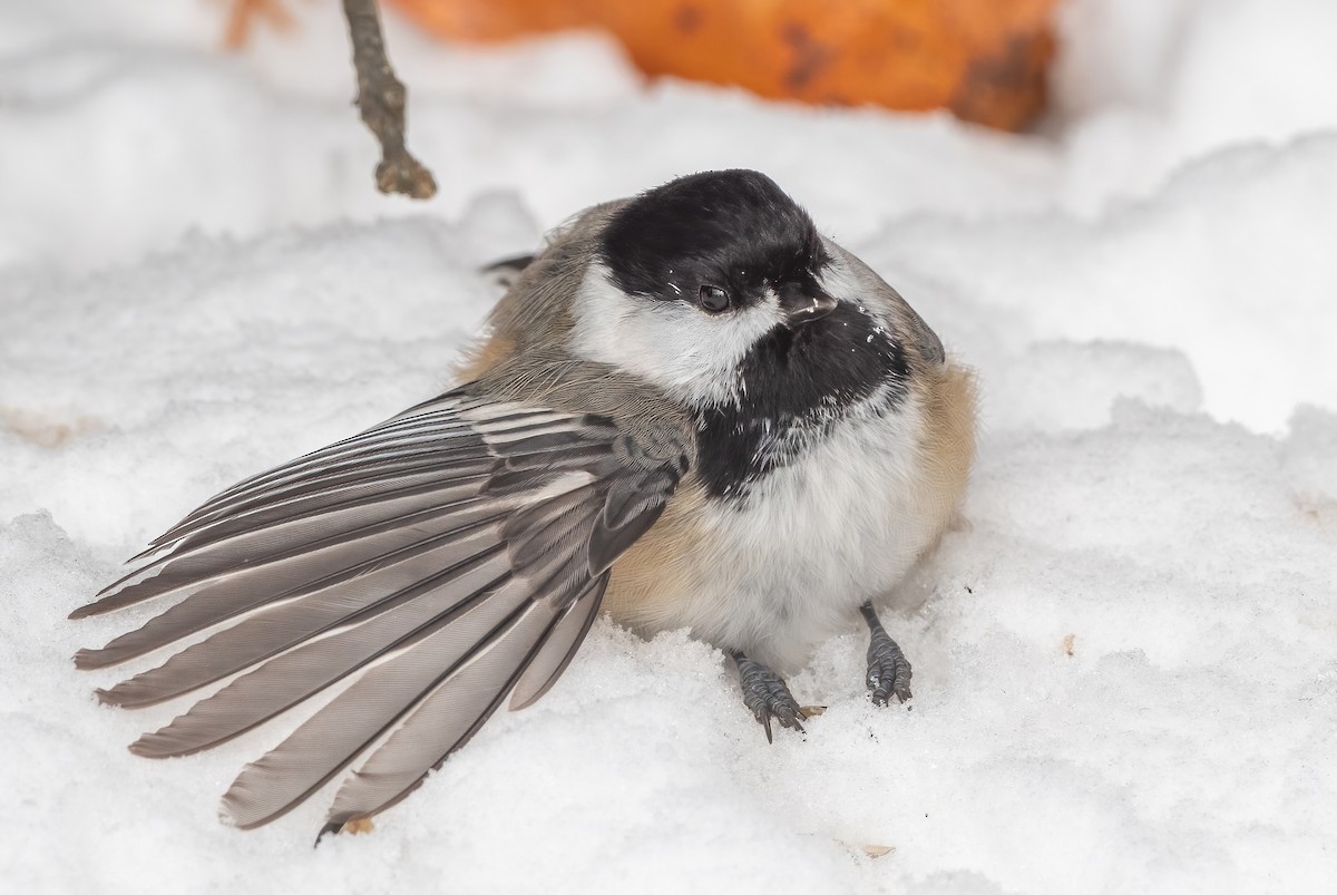Black-capped Chickadee - ML645984024