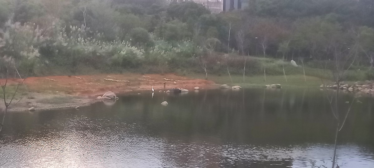 Koartza zuria - ML645984025