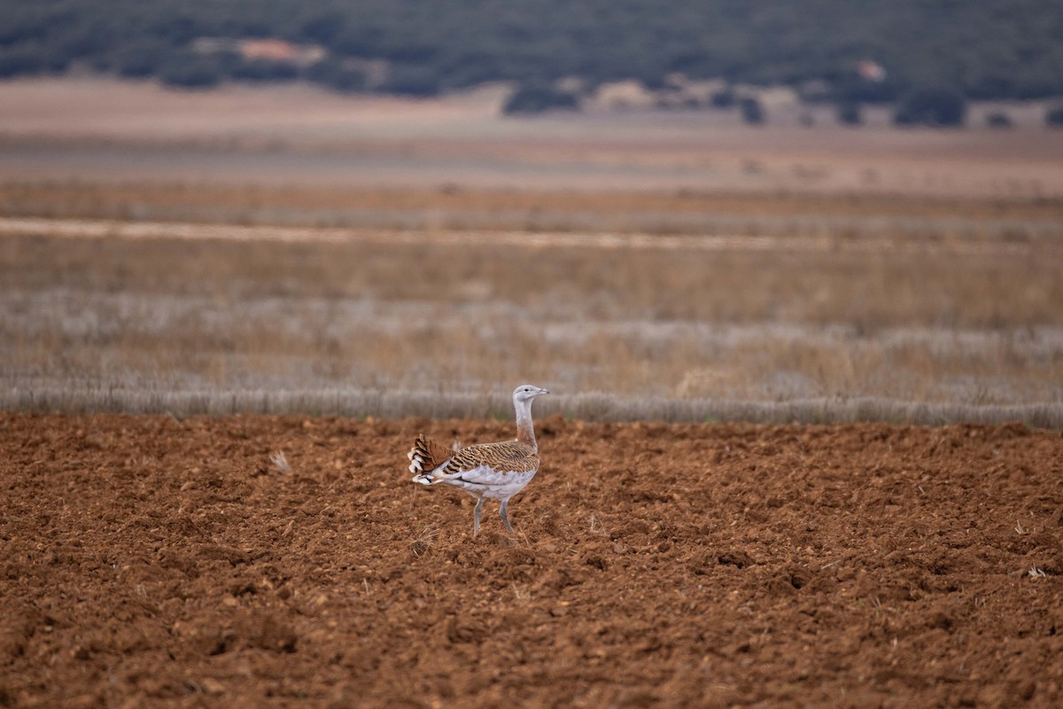 Basoilo handia - ML645984026