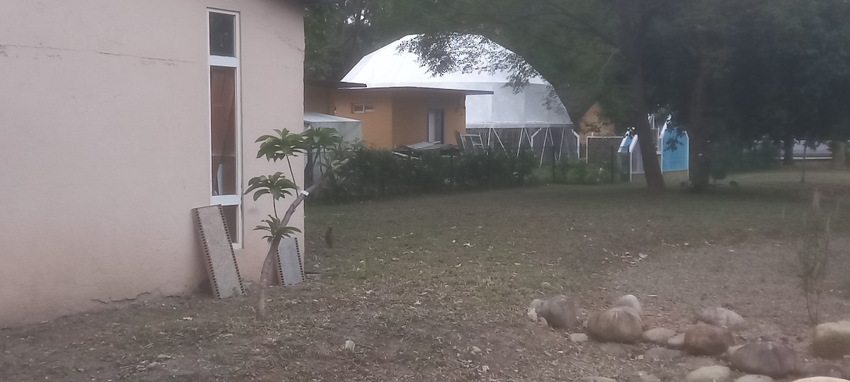 Malayan Night Heron - ML645984027