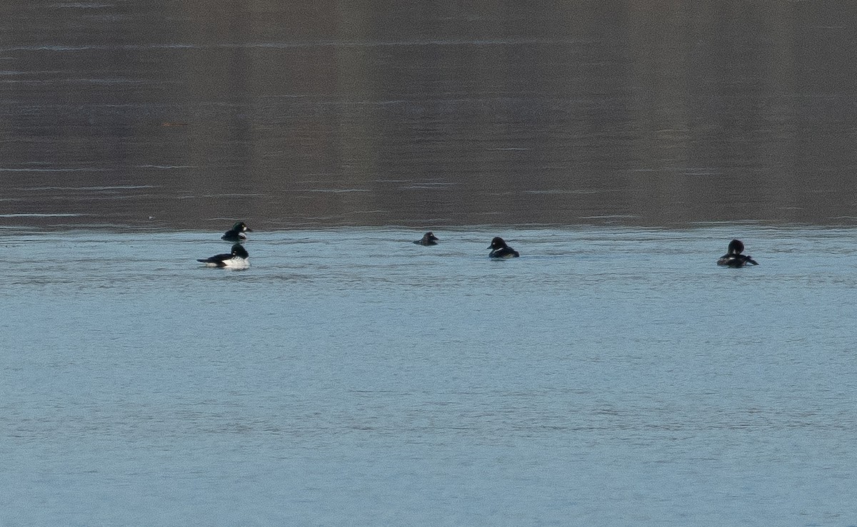 Murgilari urrebegia - ML645984028