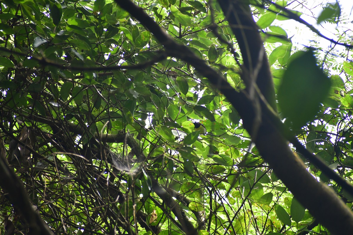 Purple-rumped Sunbird - ML645984029