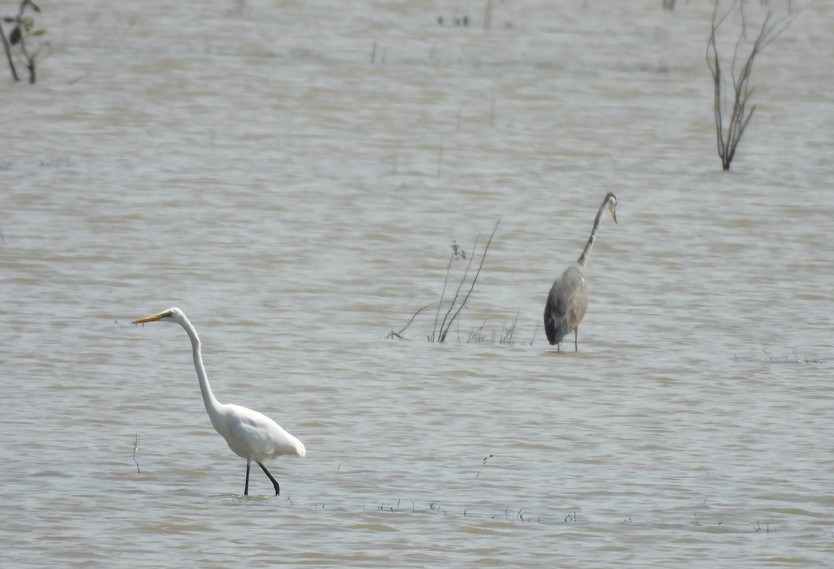 Koartza zuria - ML645984030