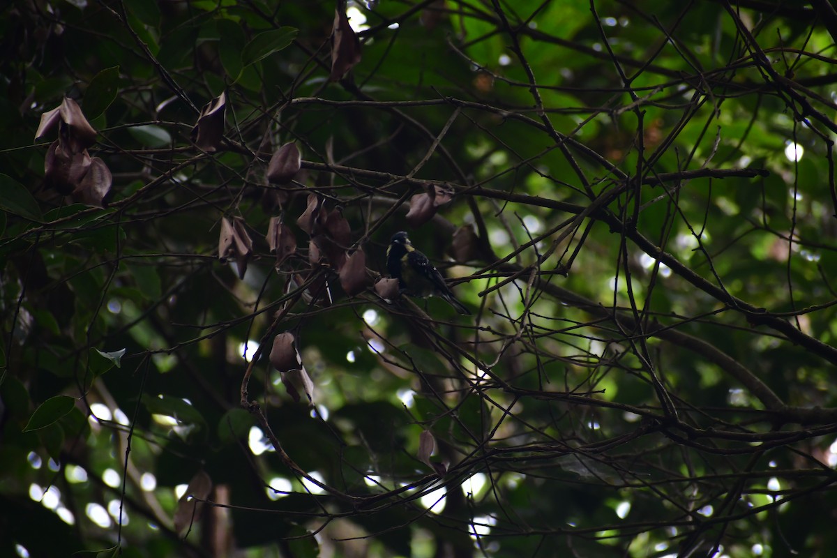 Indian Yellow Tit - ML645984031