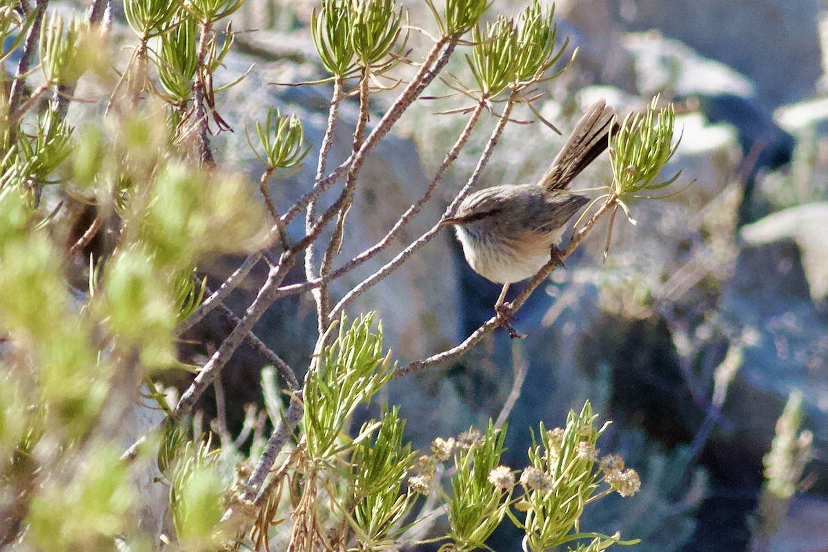 Scrub Warbler - ML645984036