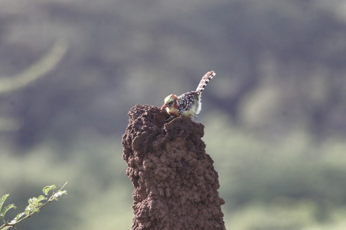 Barbudo Cabecirrojo - ML645984043