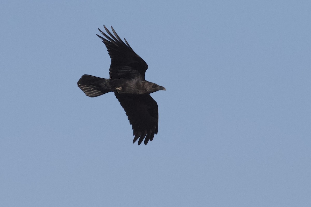 Brown-necked Raven - ML645984045