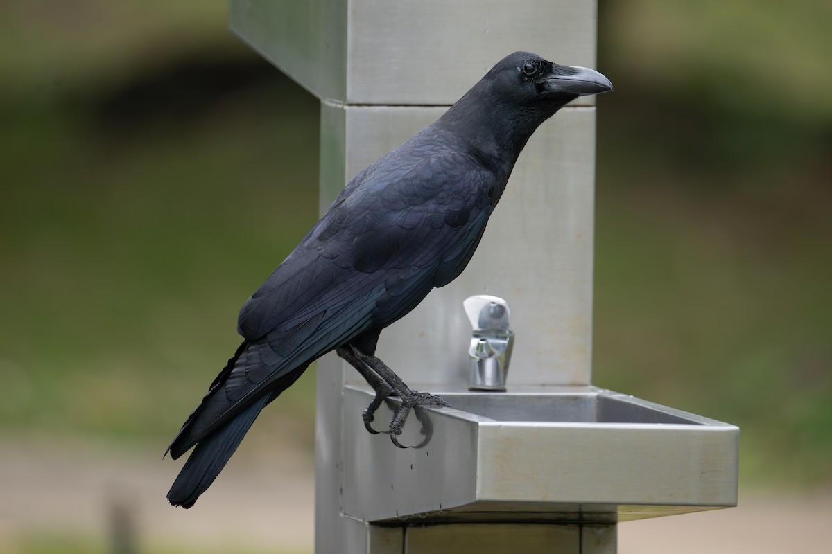 vrána tlustozobá - ML645984047