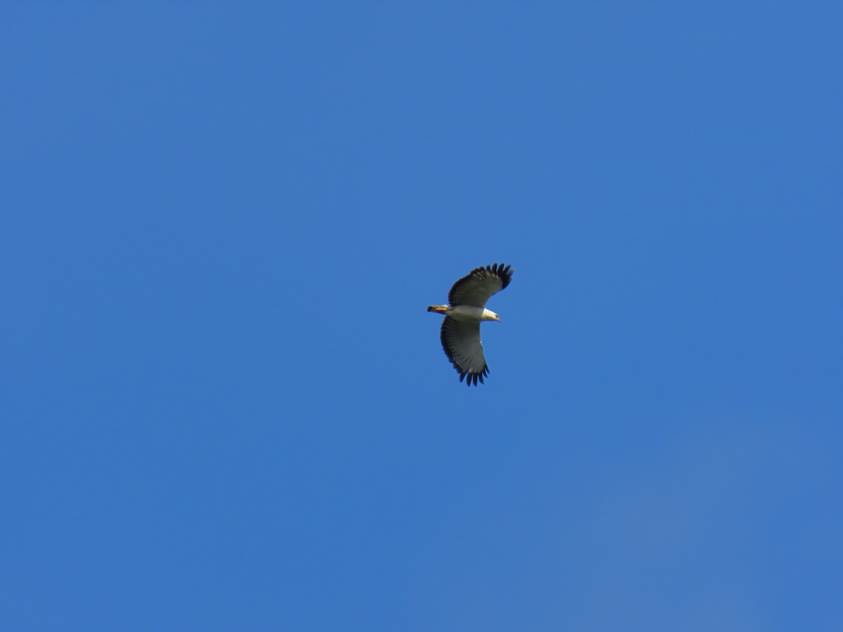 White-necked Hawk - ML645984056