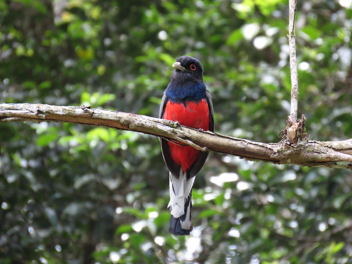Surucua Trogon - ML645984063