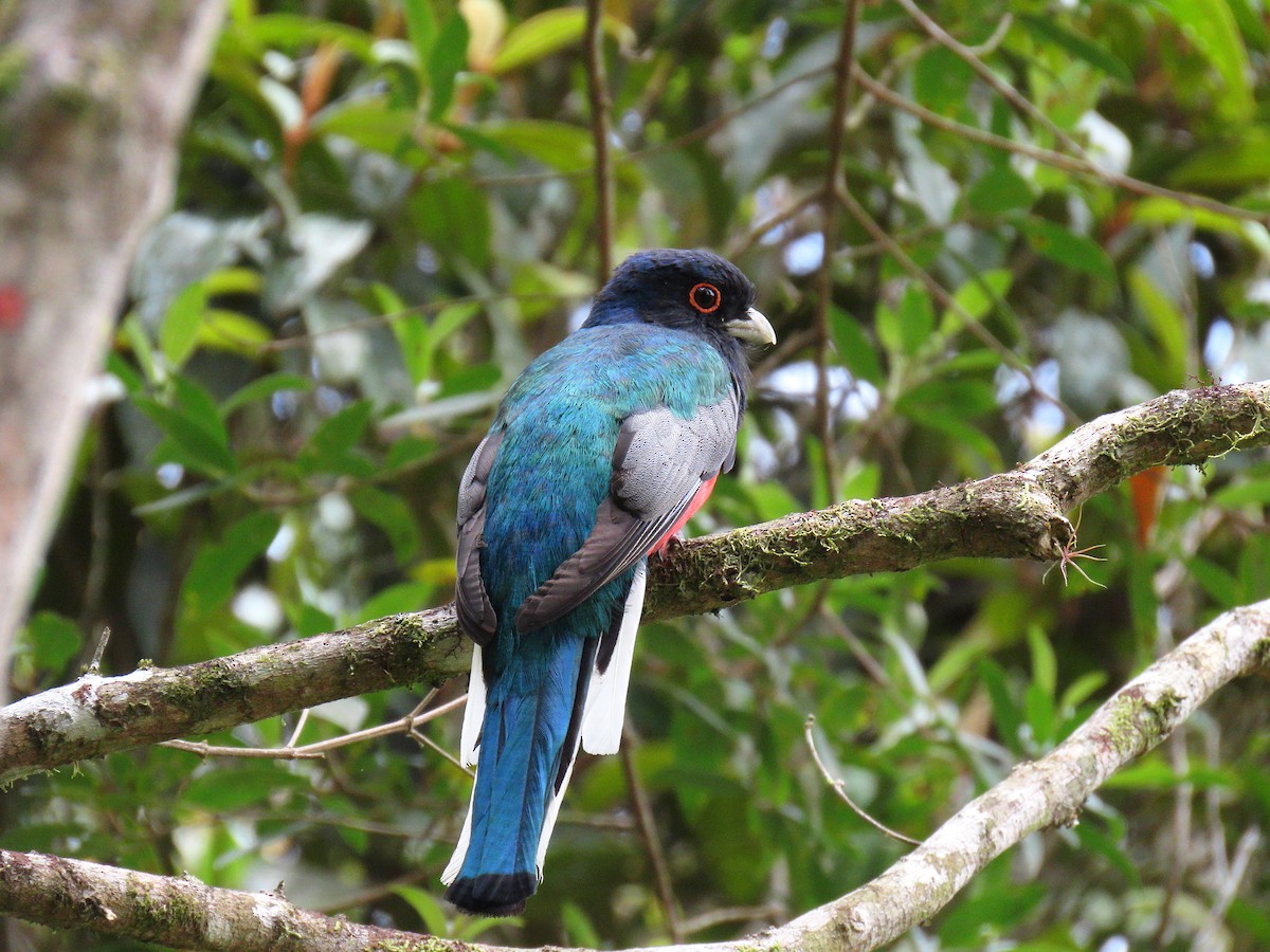 Surucua Trogon - ML645984064