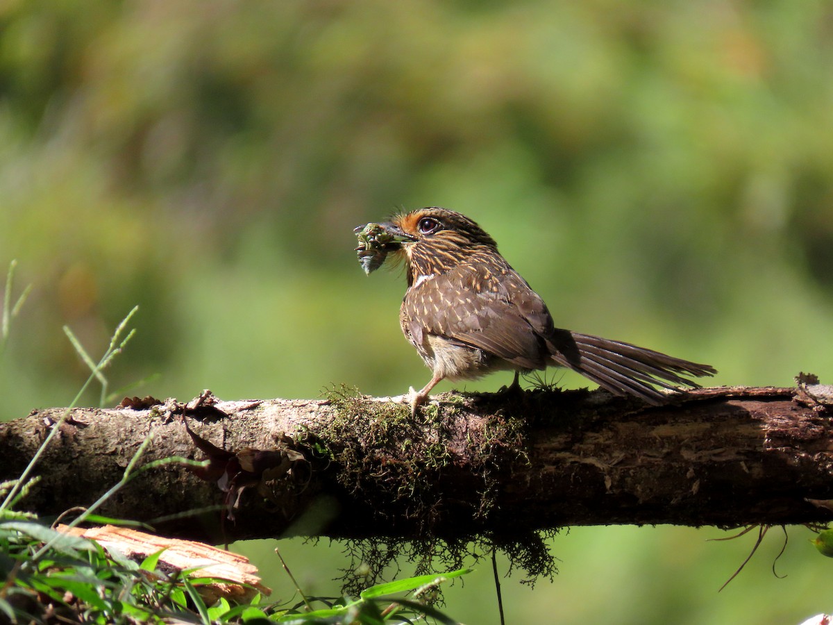 Crescent-chested Puffbird - ML645984066