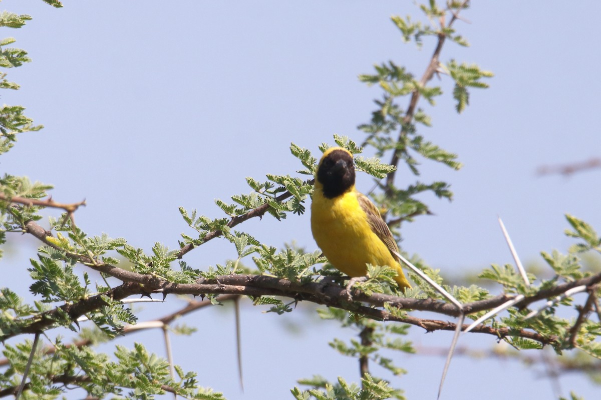 Little Weaver - ML645984068