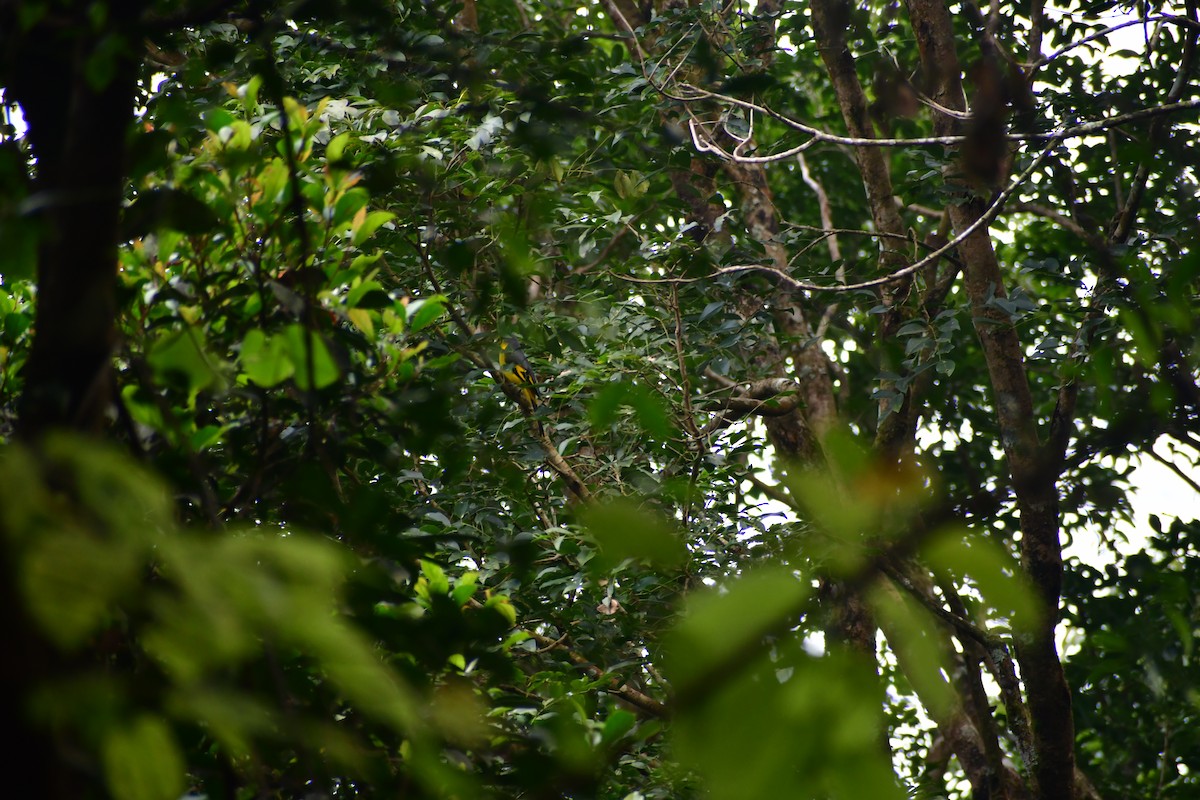 Orange Minivet - ML645984069