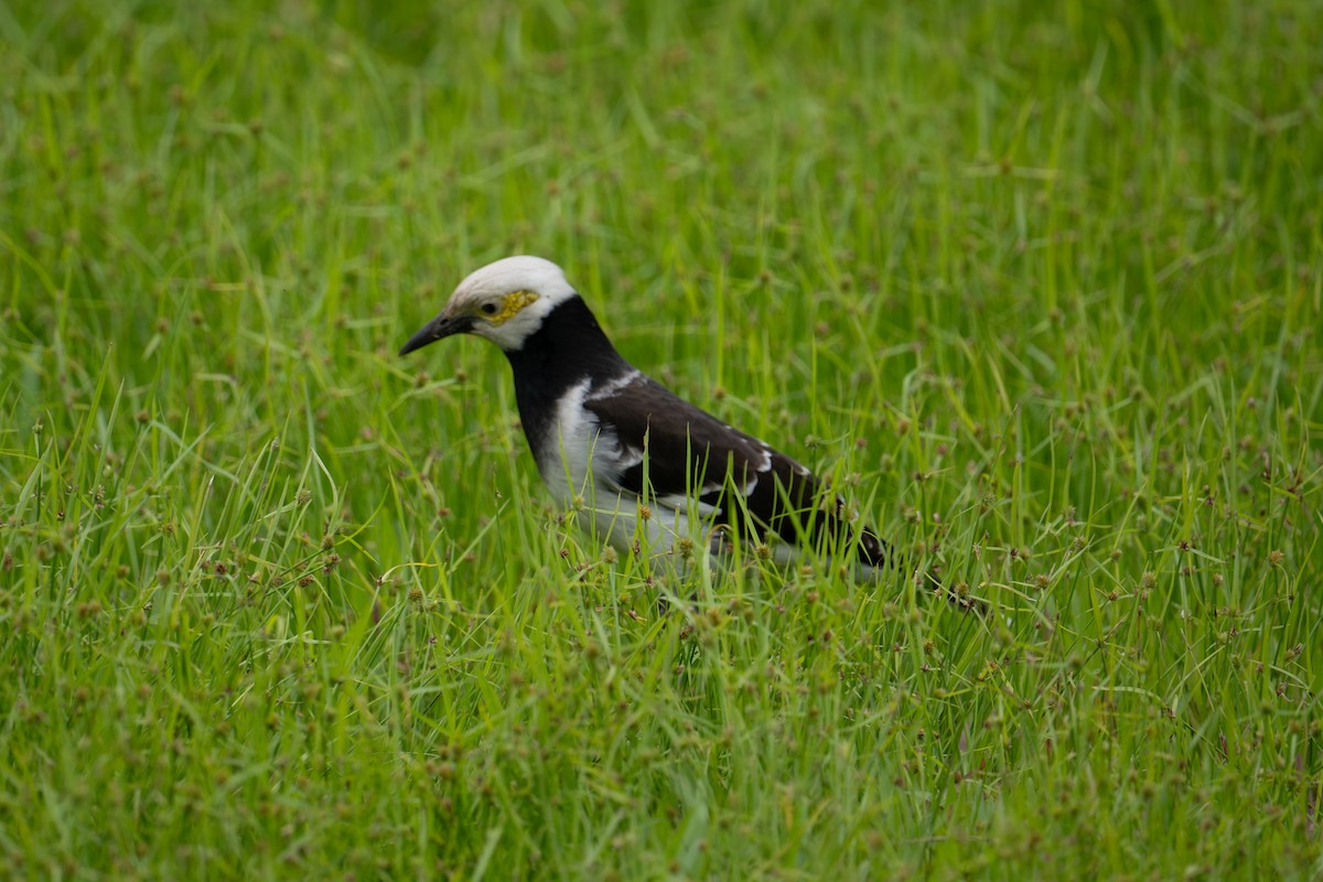špaček černokrký - ML645984071