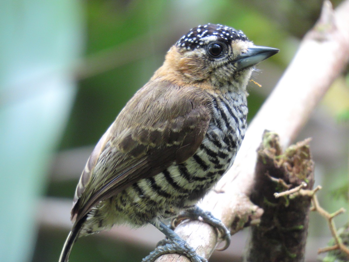 Ochre-collared Piculet - ML645984072