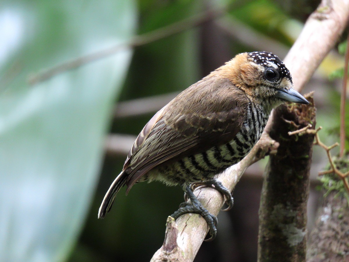 Ochre-collared Piculet - ML645984073