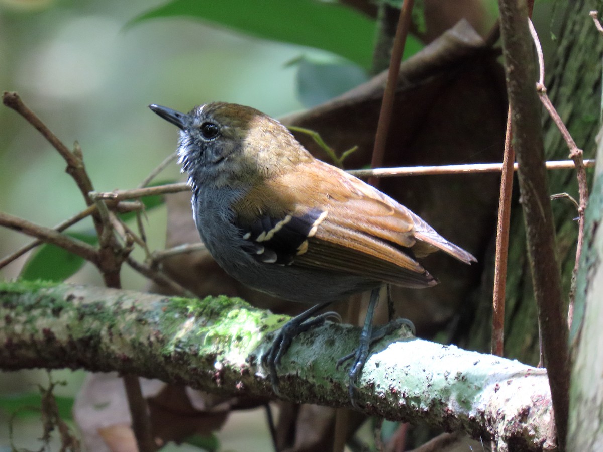 Star-throated Antwren - ML645984077