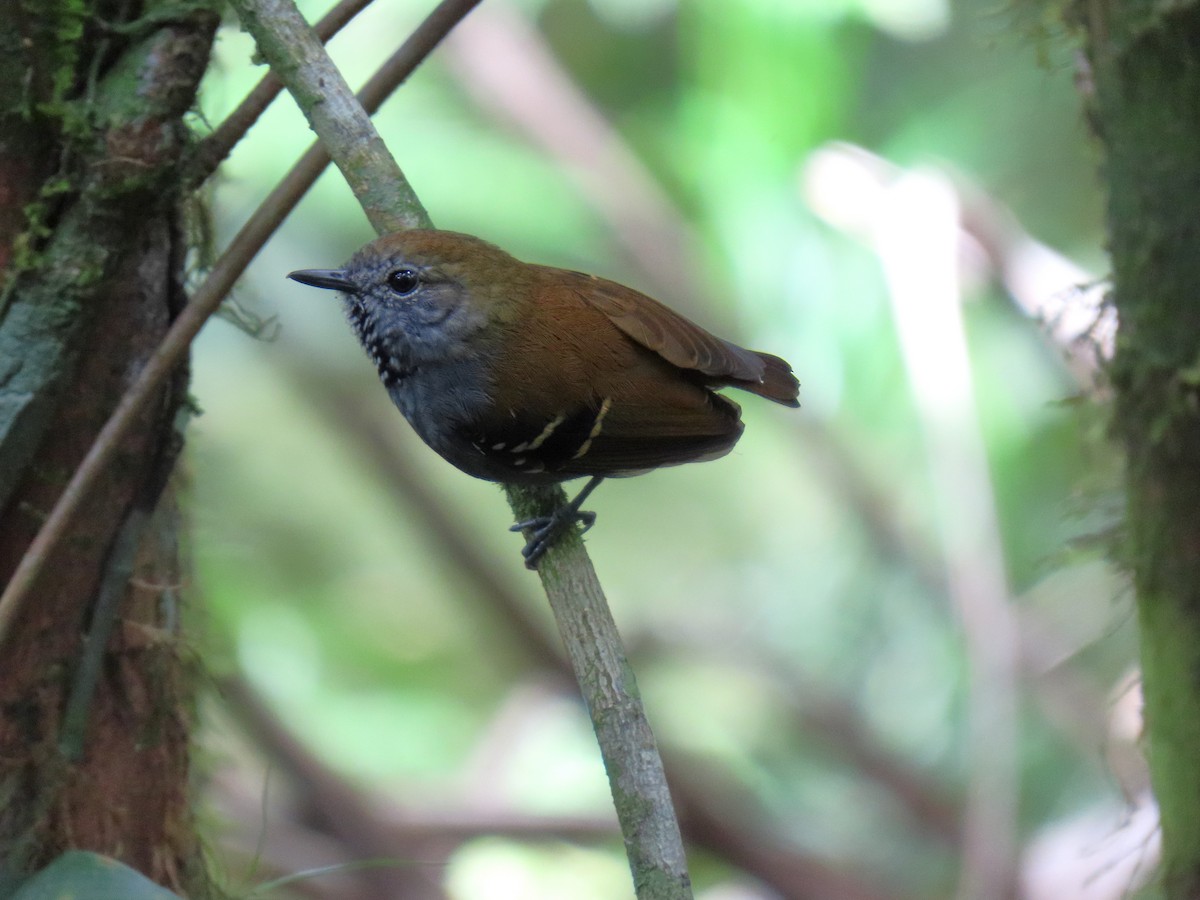 Star-throated Antwren - ML645984078