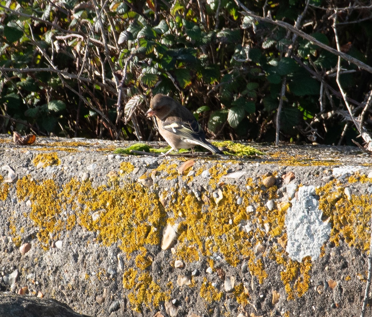 Common Chaffinch - ML645984079