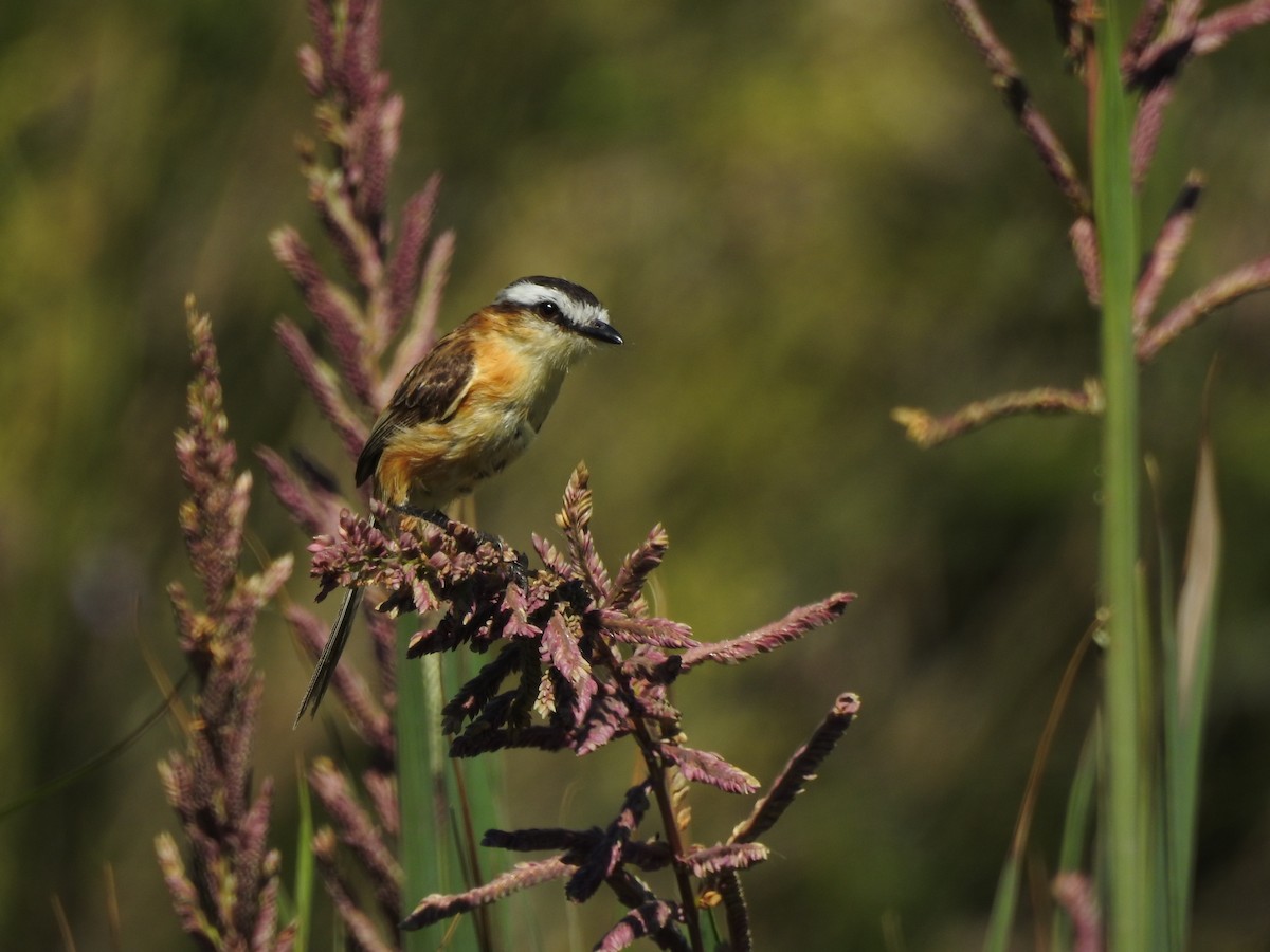 Sharp-tailed Tyrant - ML645984081